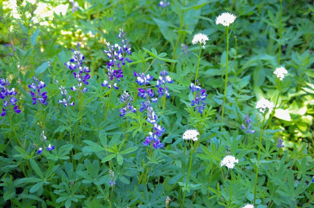 wildflowers at canyon creek meadows